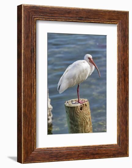 White Ibis perched on a wooden post, Oak Hill, Florida, USA-Lisa Engelbrecht-Framed Photographic Print