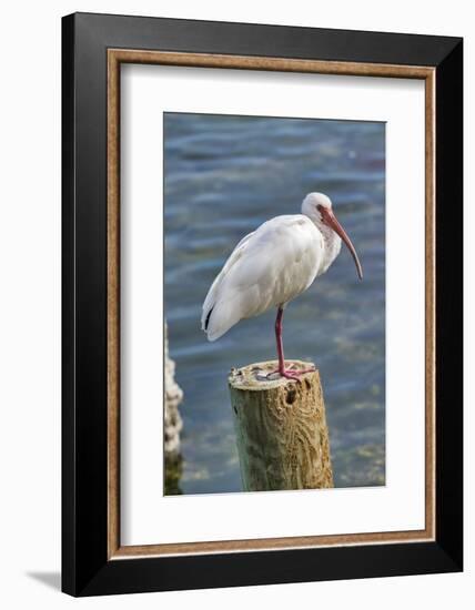 White Ibis perched on a wooden post, Oak Hill, Florida, USA-Lisa Engelbrecht-Framed Photographic Print