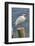 White Ibis perched on a wooden post, Oak Hill, Florida, USA-Lisa Engelbrecht-Framed Photographic Print