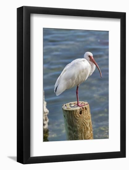 White Ibis perched on a wooden post, Oak Hill, Florida, USA-Lisa Engelbrecht-Framed Photographic Print