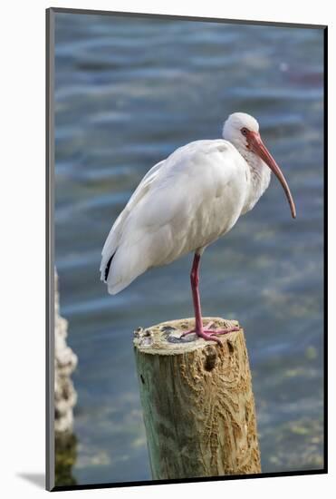 White Ibis perched on a wooden post, Oak Hill, Florida, USA-Lisa Engelbrecht-Mounted Photographic Print
