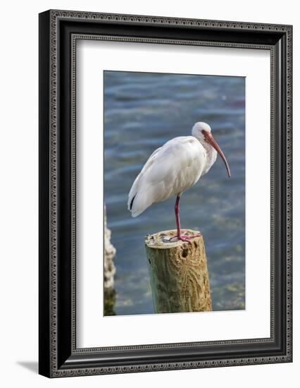 White Ibis perched on a wooden post, Oak Hill, Florida, USA-Lisa Engelbrecht-Framed Photographic Print
