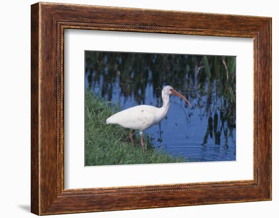 White Ibis Standing by Water-DLILLC-Framed Photographic Print