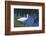 White Ibis Standing by Water-DLILLC-Framed Photographic Print