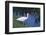 White Ibis Standing by Water-DLILLC-Framed Photographic Print