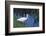 White Ibis Standing by Water-DLILLC-Framed Photographic Print