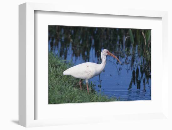 White Ibis Standing by Water-DLILLC-Framed Photographic Print