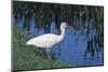 White Ibis Standing by Water-DLILLC-Mounted Photographic Print