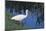 White Ibis Standing by Water-DLILLC-Mounted Photographic Print