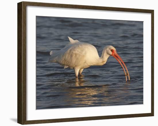 White Ibis, Texas, USA-Larry Ditto-Framed Photographic Print