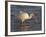 White Ibis, Texas, USA-Larry Ditto-Framed Photographic Print