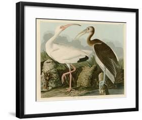 White Ibis-John James Audubon-Framed Giclee Print