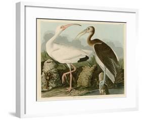 White Ibis-John James Audubon-Framed Giclee Print