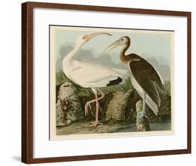 White Ibis-John James Audubon-Framed Giclee Print