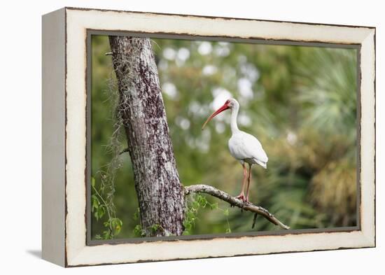 White Ibis-PETERLAKOMY-Framed Premier Image Canvas