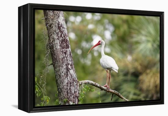 White Ibis-PETERLAKOMY-Framed Premier Image Canvas