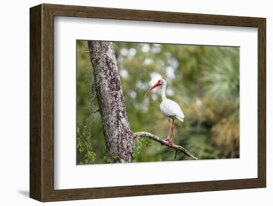 White Ibis-PETERLAKOMY-Framed Photographic Print