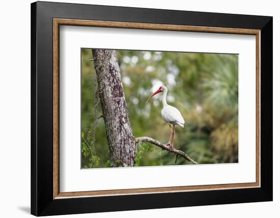 White Ibis-PETERLAKOMY-Framed Photographic Print