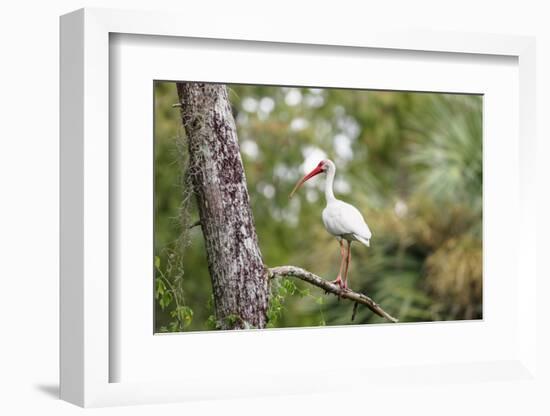 White Ibis-PETERLAKOMY-Framed Photographic Print