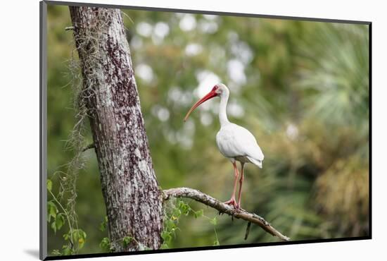 White Ibis-PETERLAKOMY-Mounted Photographic Print