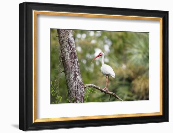 White Ibis-PETERLAKOMY-Framed Photographic Print