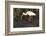 White Ibis-Lynn M^ Stone-Framed Photographic Print