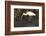 White Ibis-Lynn M^ Stone-Framed Photographic Print