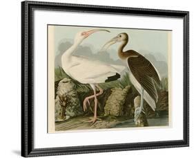 White Ibis-John James Audubon-Framed Giclee Print