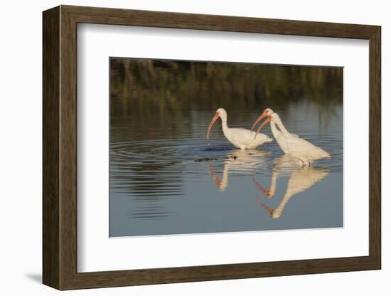 White ibises foraging-Ken Archer-Framed Photographic Print