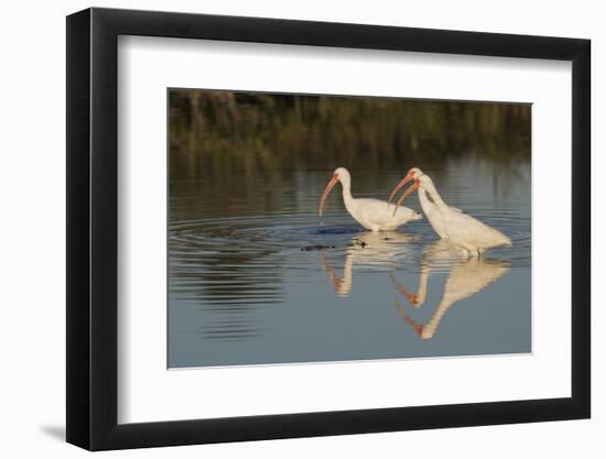 White ibises foraging-Ken Archer-Framed Photographic Print