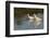 White ibises foraging-Ken Archer-Framed Photographic Print