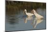 White ibises foraging-Ken Archer-Mounted Photographic Print