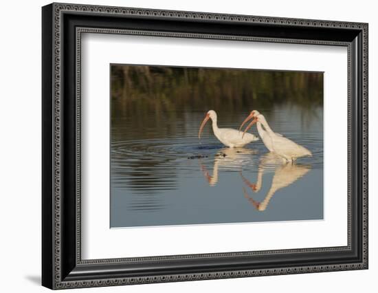 White ibises foraging-Ken Archer-Framed Photographic Print
