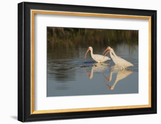 White ibises foraging-Ken Archer-Framed Photographic Print