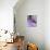 White In Purple-Heidi Westum-Photographic Print displayed on a wall