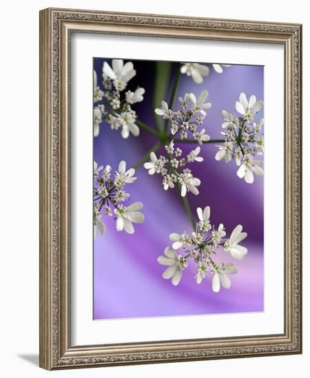 White In Purple-Heidi Westum-Framed Photographic Print