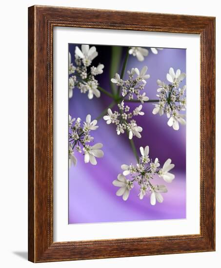 White In Purple-Heidi Westum-Framed Photographic Print