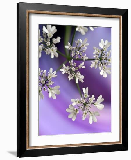 White In Purple-Heidi Westum-Framed Photographic Print