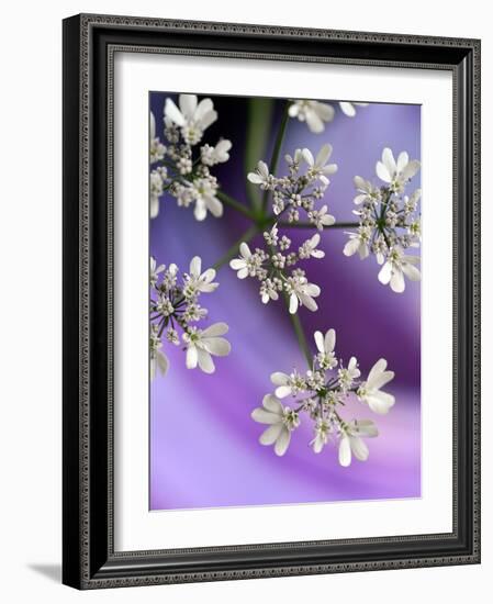 White In Purple-Heidi Westum-Framed Photographic Print