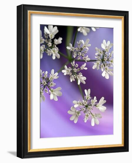 White In Purple-Heidi Westum-Framed Photographic Print