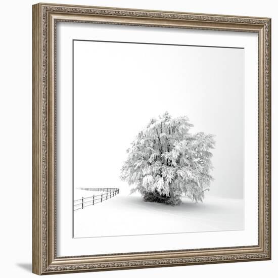 White is back-Philippe Sainte-Laudy-Framed Photographic Print