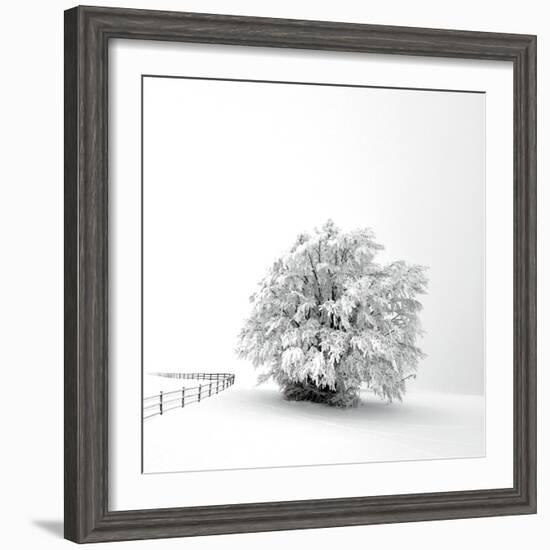 White is back-Philippe Sainte-Laudy-Framed Photographic Print