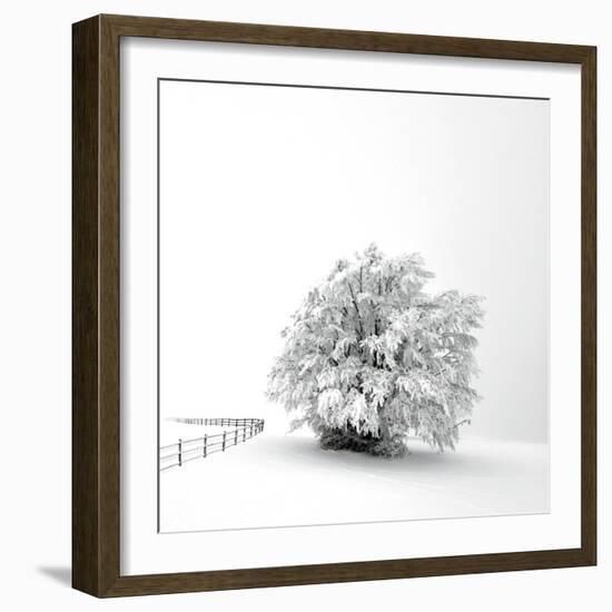 White is back-Philippe Sainte-Laudy-Framed Photographic Print