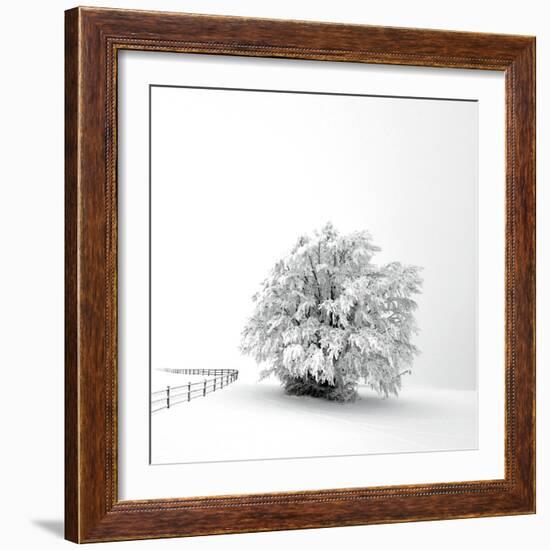 White is back-Philippe Sainte-Laudy-Framed Photographic Print