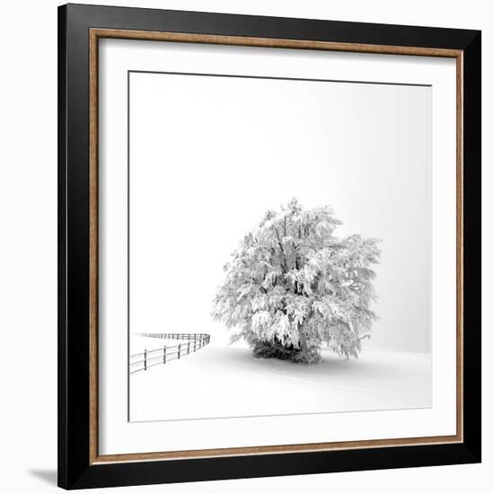 White is back-Philippe Sainte-Laudy-Framed Photographic Print