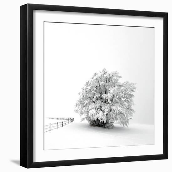 White is back-Philippe Sainte-Laudy-Framed Photographic Print