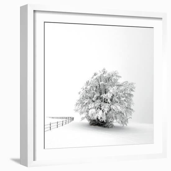 White is back-Philippe Sainte-Laudy-Framed Photographic Print