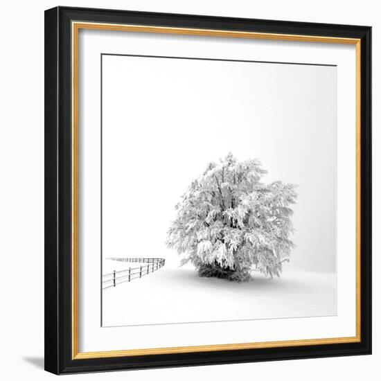 White is back-Philippe Sainte-Laudy-Framed Photographic Print