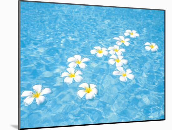 White Jasmines Floating on Water-null-Mounted Photographic Print