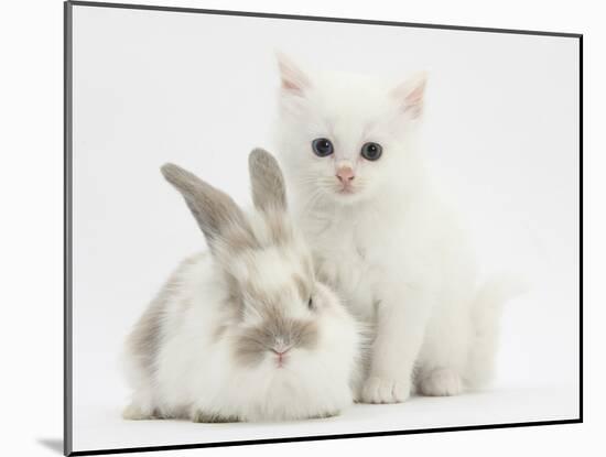 White Kitten and Baby Rabbit-Mark Taylor-Mounted Photographic Print